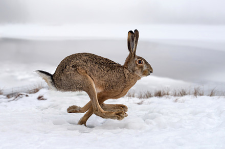 Hare containing hare, animal, and mammal, an Animal Photo by Byrdyak