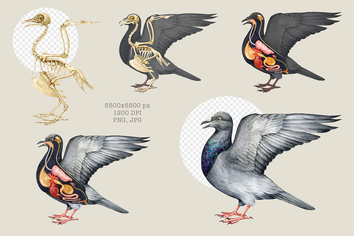 Animal Anatomy Study Pack, an Education Illustration by AnitaPol (Photo 4 of 20)