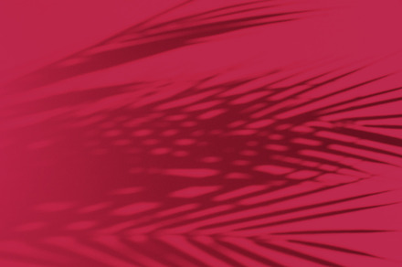 Viva magenta color of the year 2023. Palm leaves and their shadow on an backgro