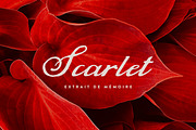 Dusty Strokes Archive Vintage Script, a Script Font by Struvictory.art (Thumbnail 5 of 9)