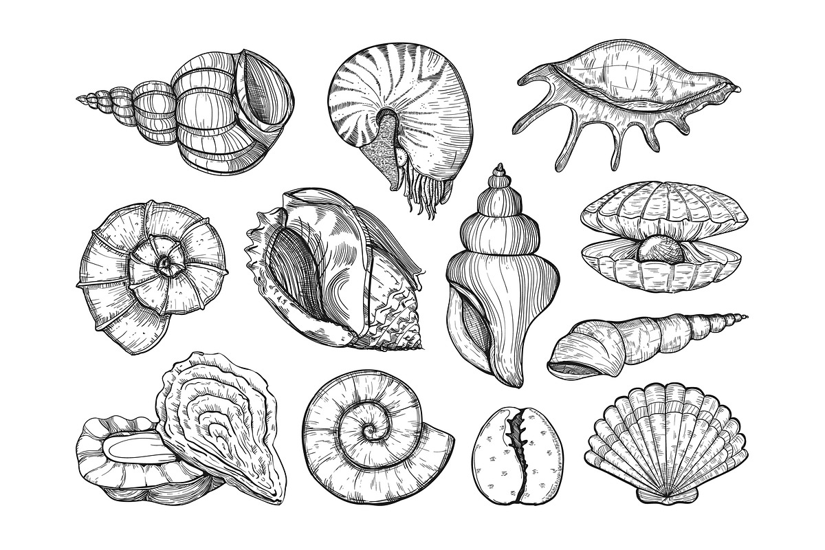 Seashells design. Natural logos, a Decorative Illustration by WalnutBird (Photo 4 of 6)