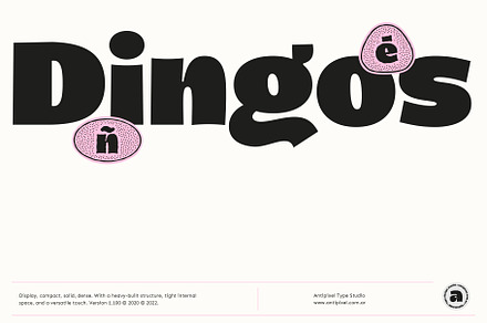 Dingos