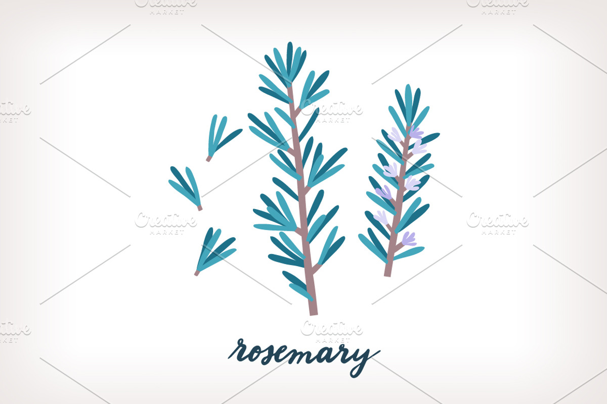 Aromatic Herbs Vector Graphics, an Illustration by Insalata Illustrata (Photo 4 of 6)
