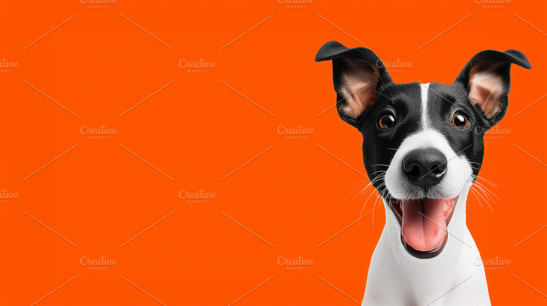 Happy black and white dog, an Animal Photo by MistyDay