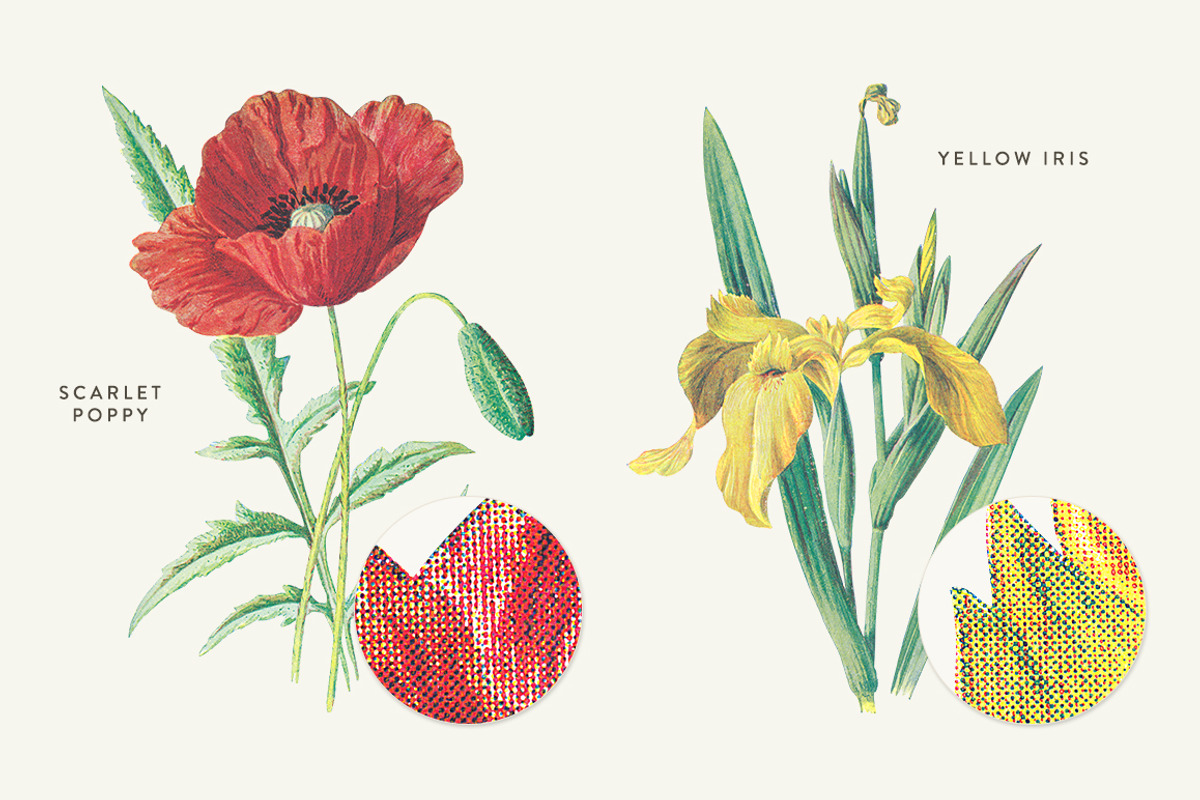 Vintage Flower Illustrations Bundle, an Illustration by Greta Ivy (Photo 41 of 62)