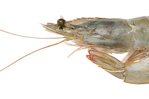 Fresh raw tiger prawn with long whiskers on isolated background, a Food & Drink Photo by ndanko