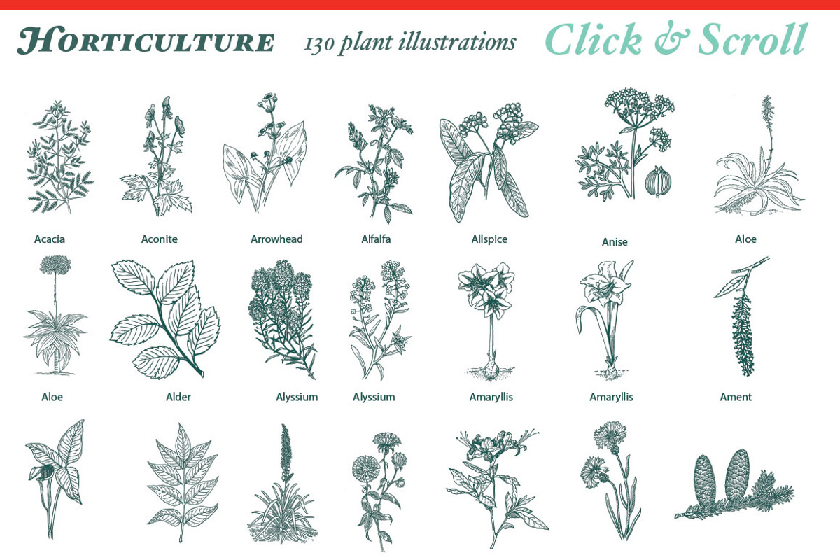 Super Illustration Pack, an Animal Illustration by BlackBird Foundry (Photo 2 of 4)