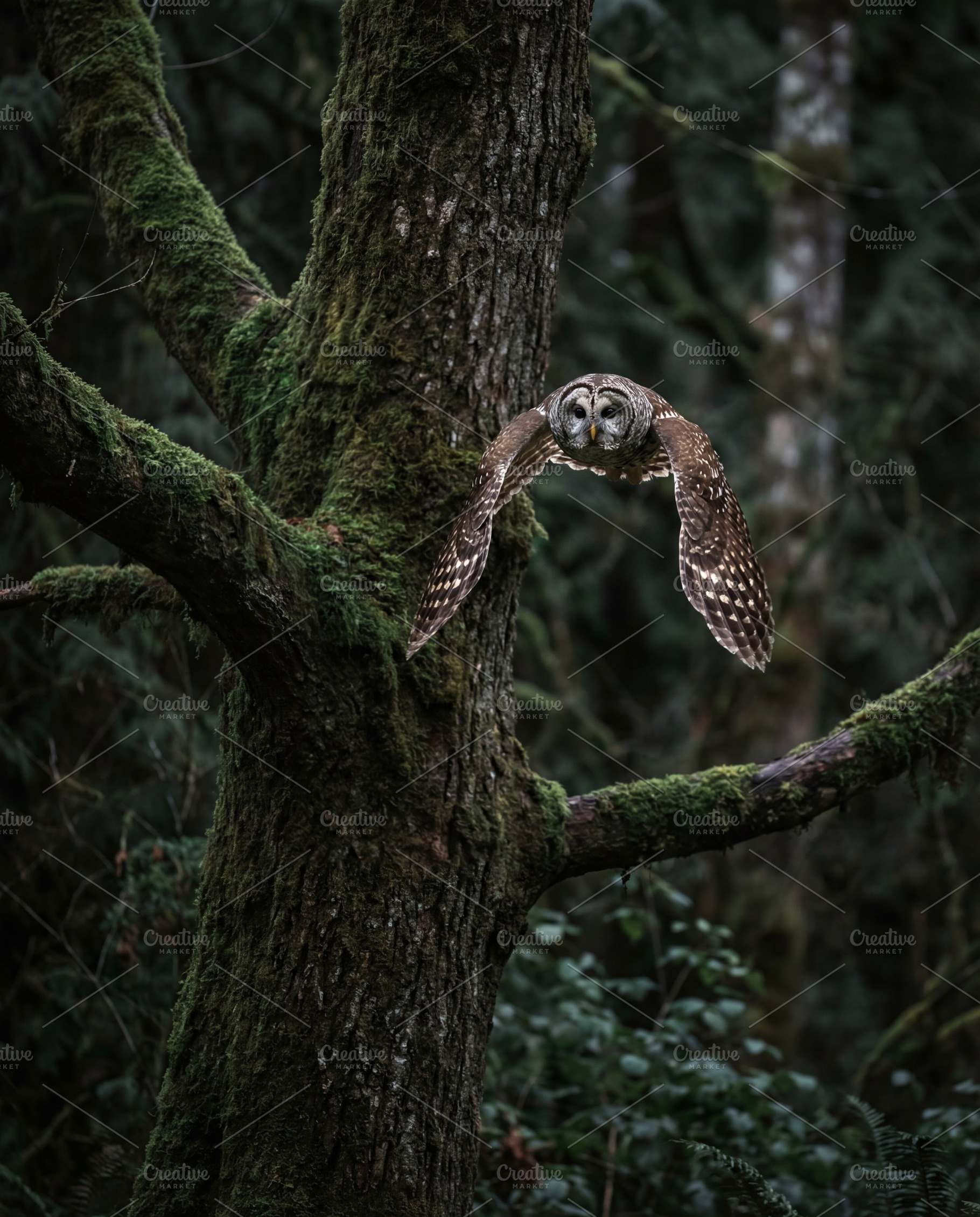 Barred Owl in Flight, an Animal Photo by Virgo Studio