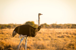 Ostrich At Sunset, an Animal Photo by THP Creative
