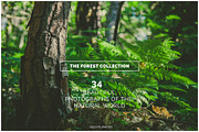 THE FOREST COLLECTION iseeyouphoto