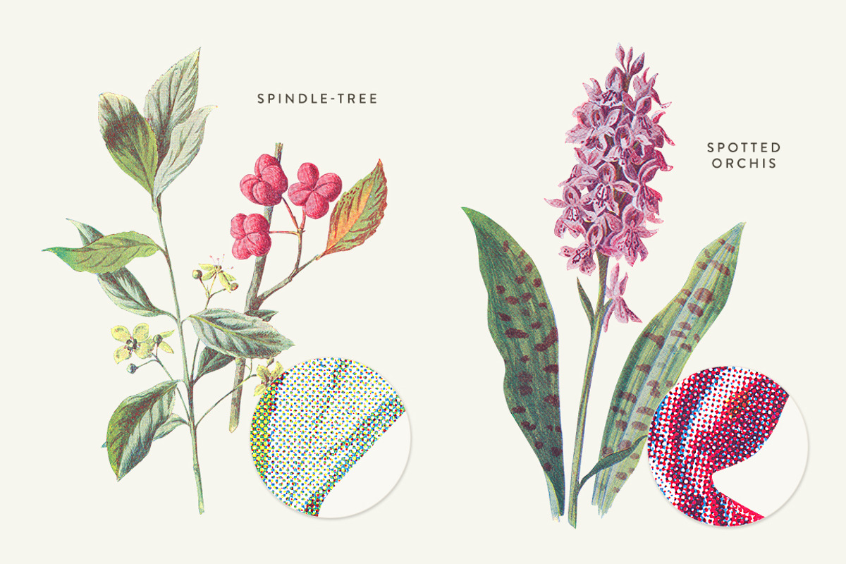 Vintage Flower Illustrations Bundle, an Illustration by Greta Ivy (Photo 11 of 62)