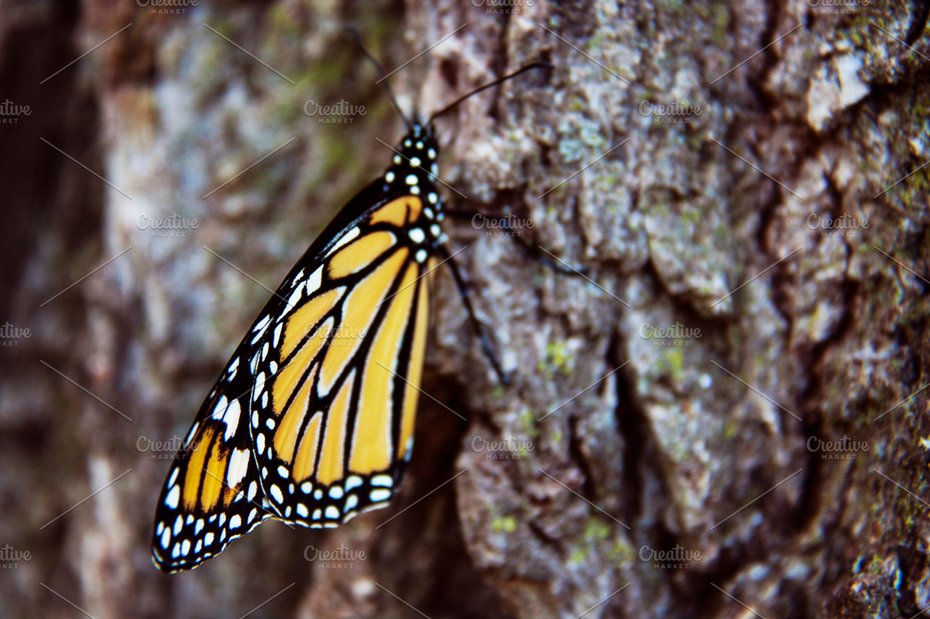 Monarch butterfly featuring monarch, butterfly, and wings, a Nature Photo by Isabeth Studio