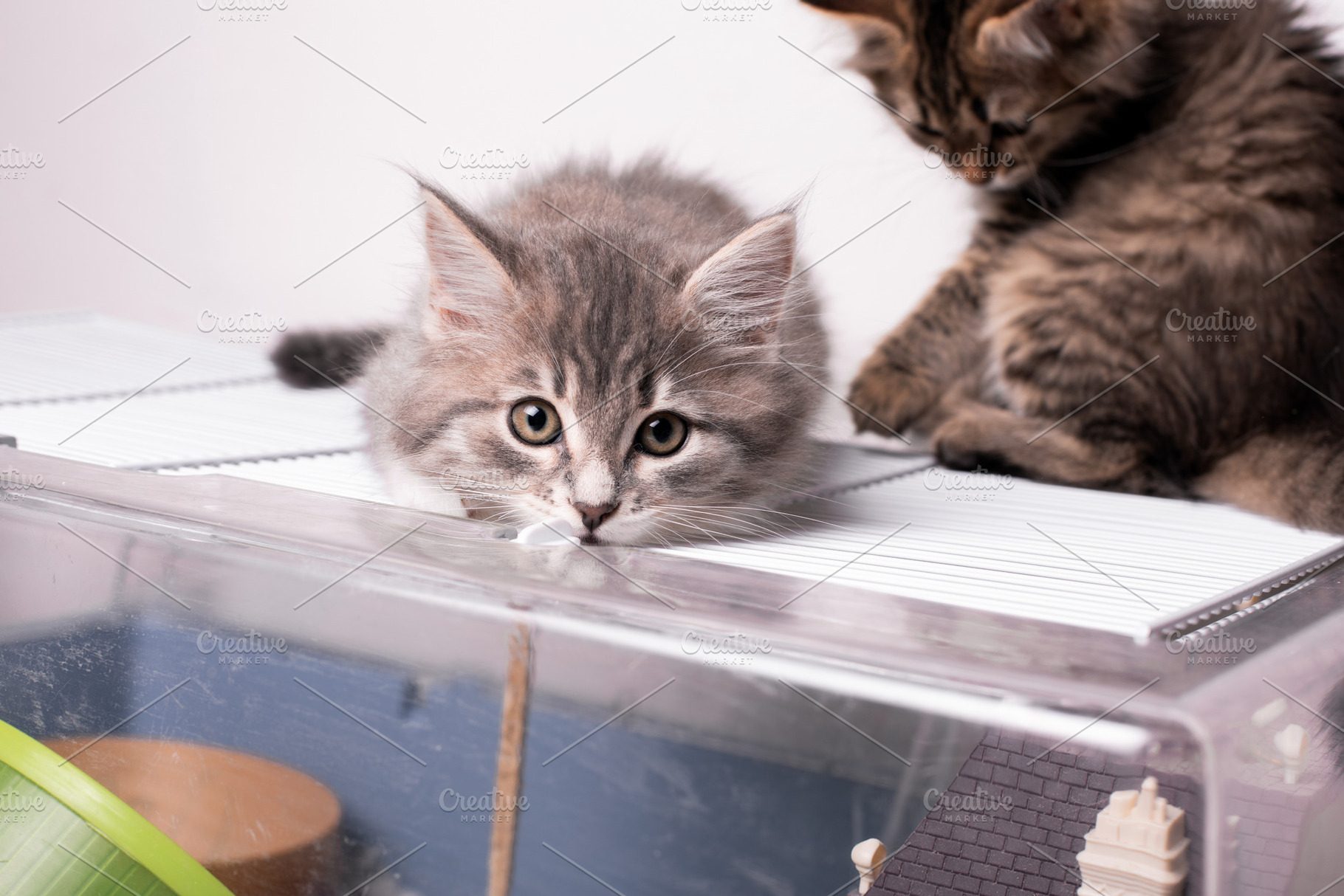 Two playful kittens exploring on top of a small animal cage, with soft lighting, an Animal Photo by Ales Munt