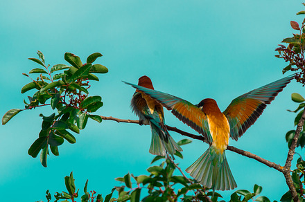 Merops apiaster featuring africa, animal, and apiaster preview 6