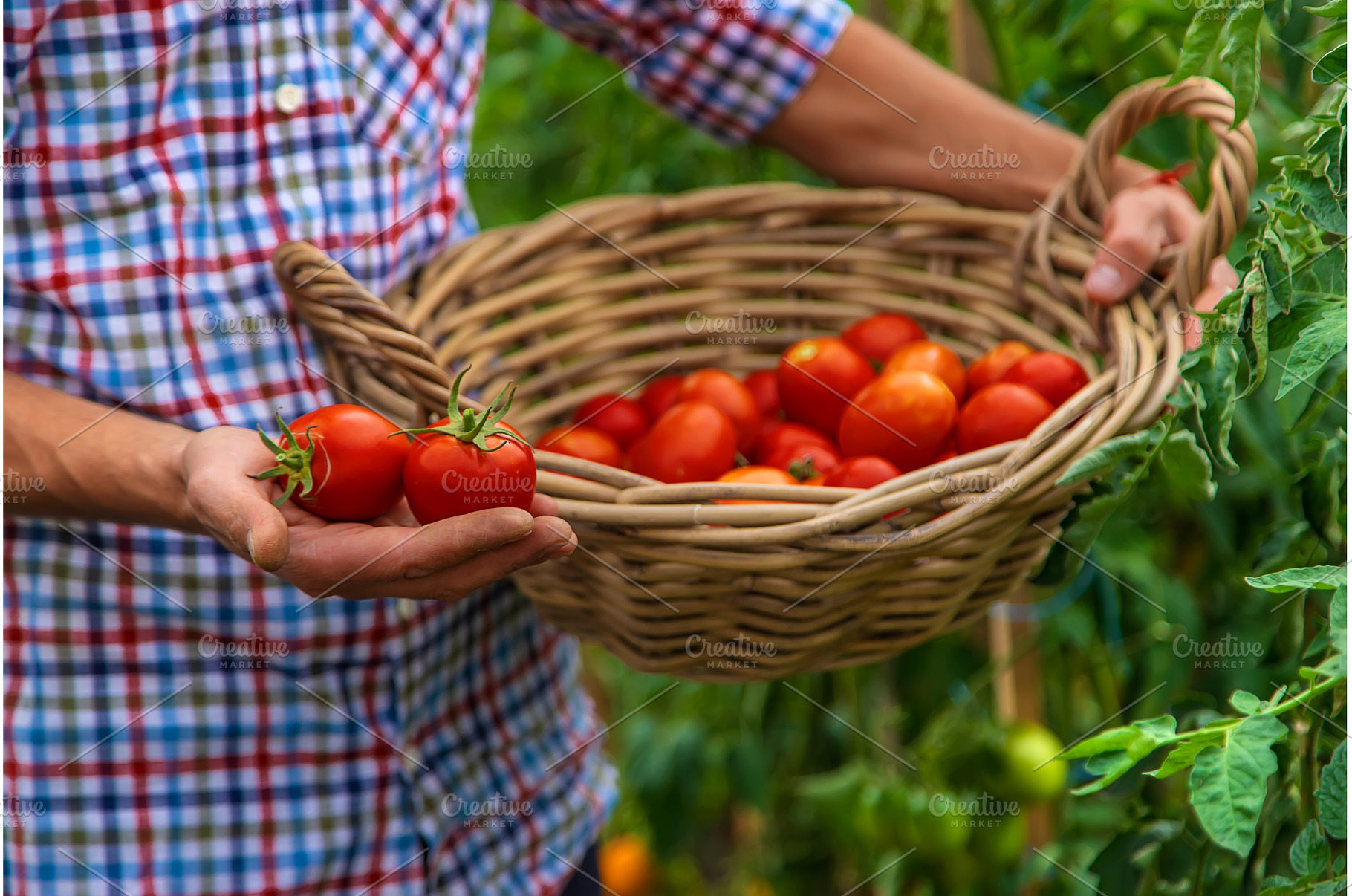 Male farmer harvests tomatoes in the, a Food & Drink Photo by yanadjana
