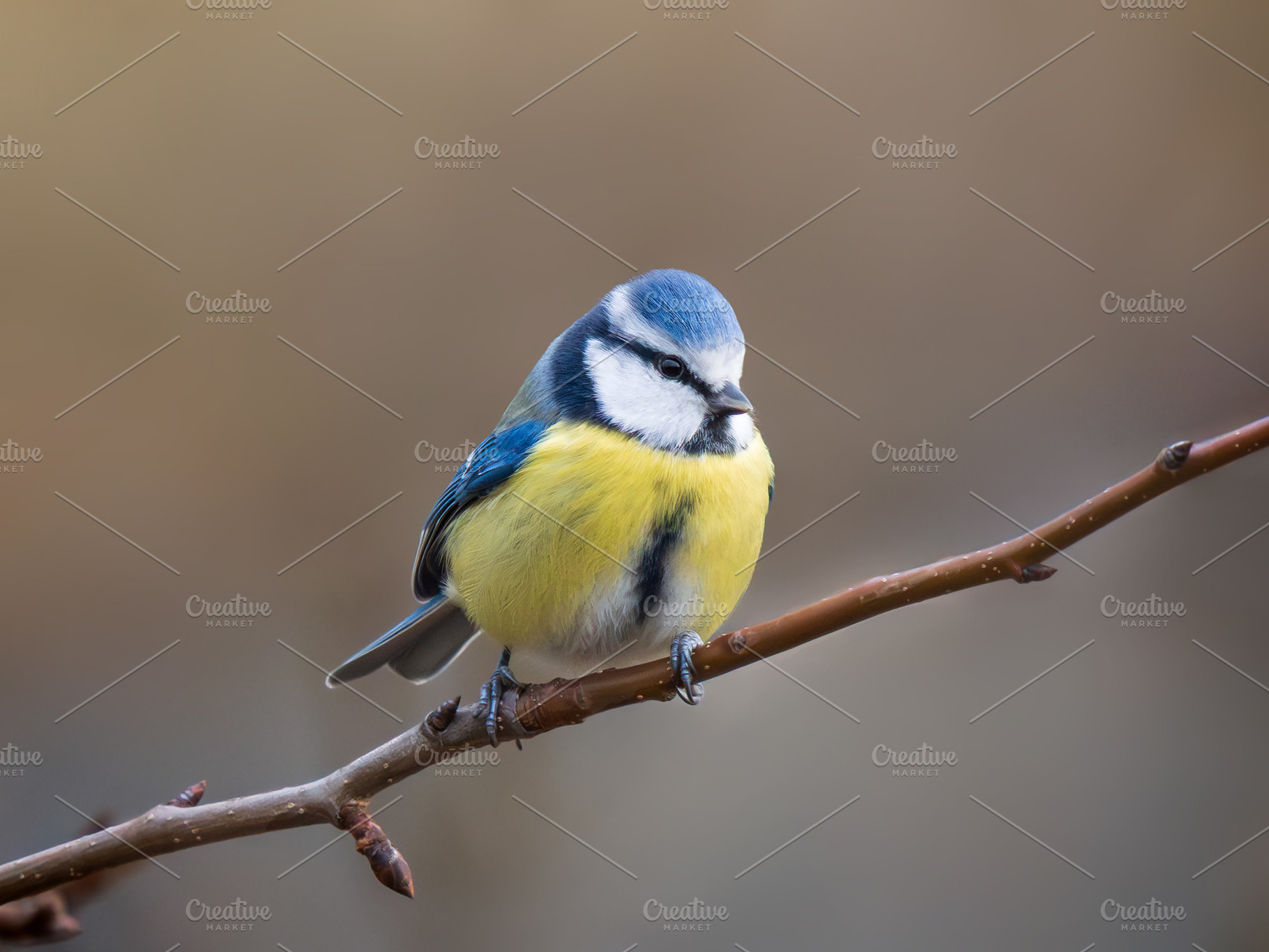 Blue Tit perched on branch, an Animal Photo by Fascinadora