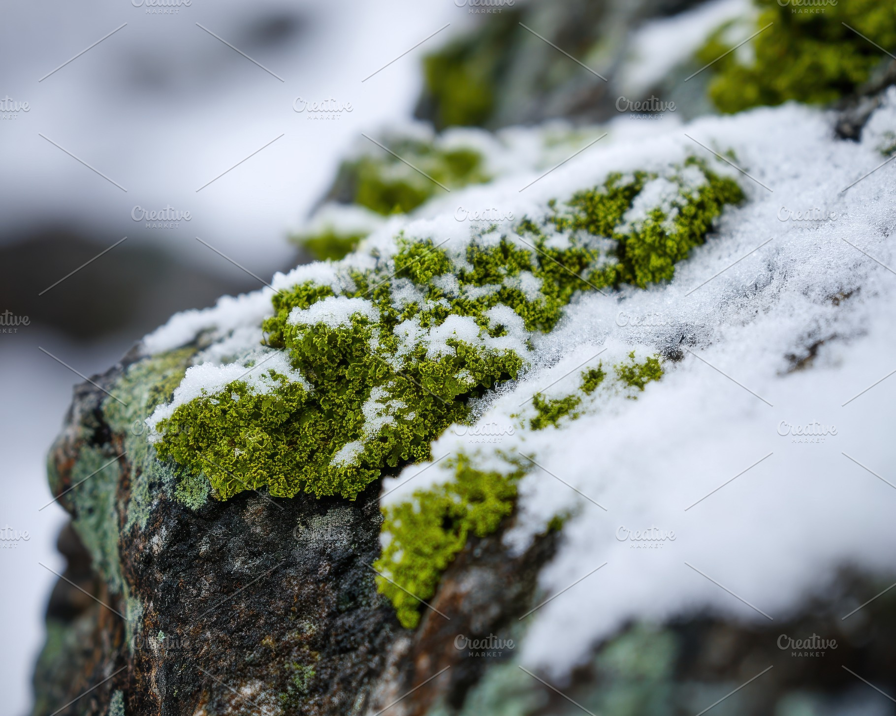 Snow-Covered Lichen, a Nature Photo by Virgo Studio