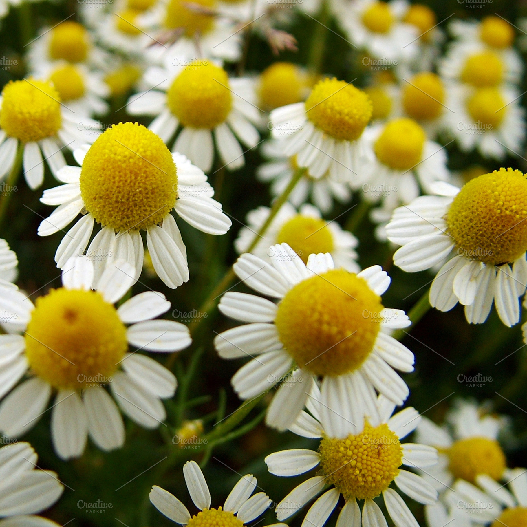 Chamomile Flowers