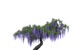 Wistaria Tree