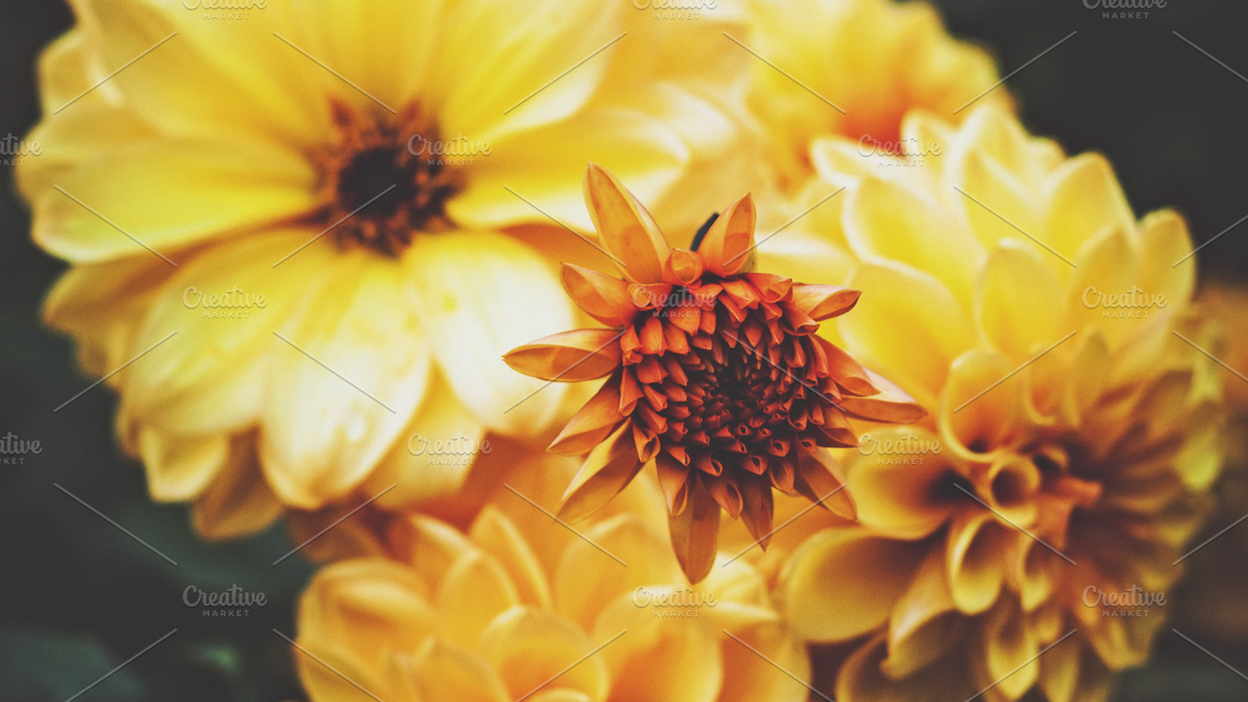 FLORAL HERO DAHLIAS, a Nature Photo by ISEEYOUPATTERN