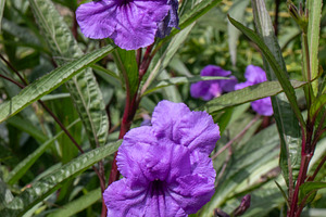 Ruellia brittoniana, Ruellia simplex, a Nature Photo by Schreibikus
