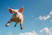116 Flying animals, an Animal Photo by Handmadefont (Thumbnail 95 of 119)