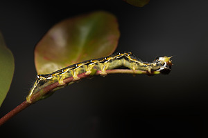 Poinciana Looper caterpillar, an Animal Photo by Rob D Animal Photography