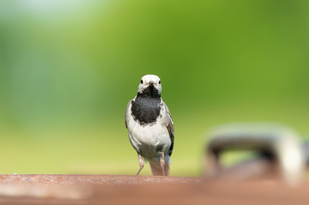 The white wagtail (Motacilla alba), an Animal Photo by AlexBush