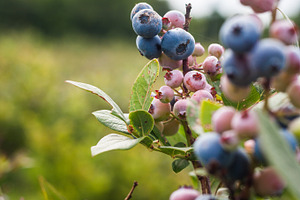 Blueberries on a blueberry bush