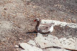 Goose resting on sunny farm ground, an Animal Photo by SkyNext