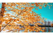 Slider shot Autumn Forest woods lake, a Graphic by Our Amazing World (Thumbnail 1 of 2)