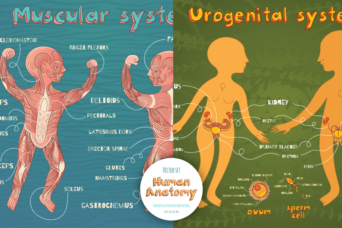 Human Anatomy for kids, an Education Illustration by Shusha Guna Art (Photo 4 of 9)