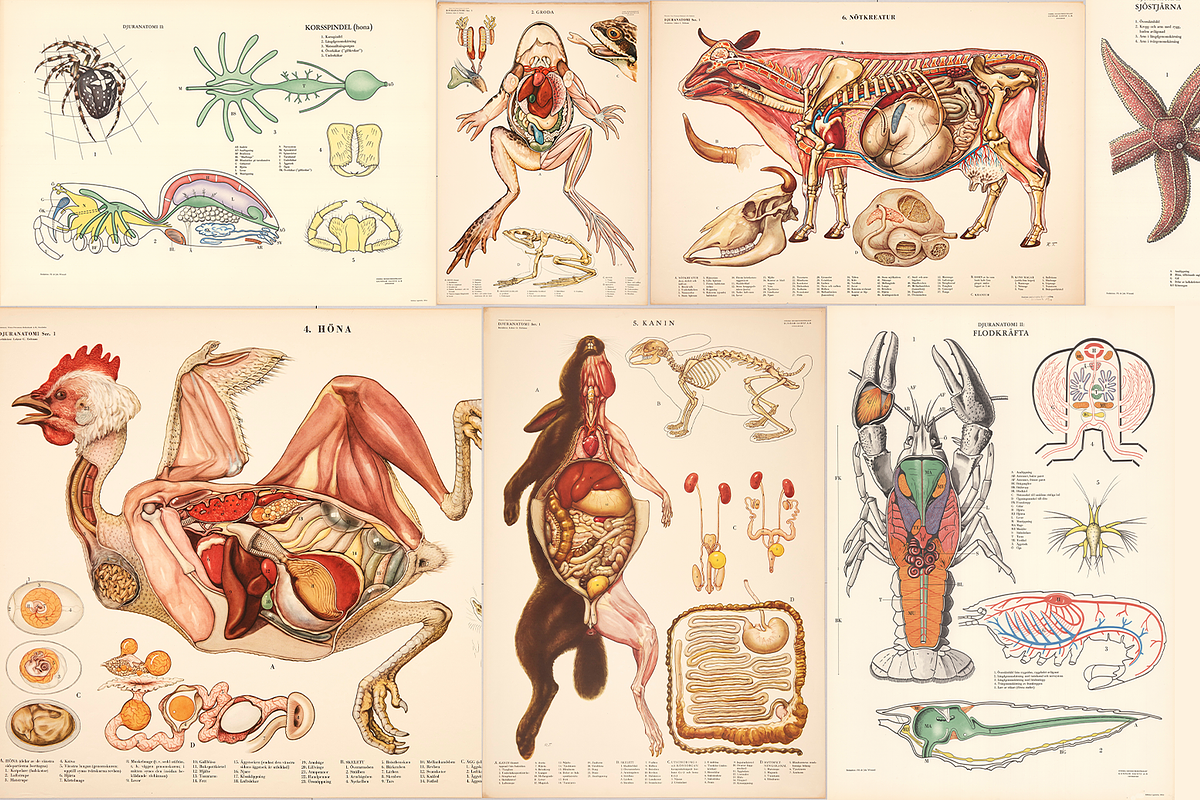 Rare Vintage Animal Anatomy, an Animal Illustration by Digital Museum (Photo 1 of 8)