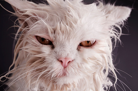 Funny Wet Cat Photo, an Animal Photo by DreamBigger