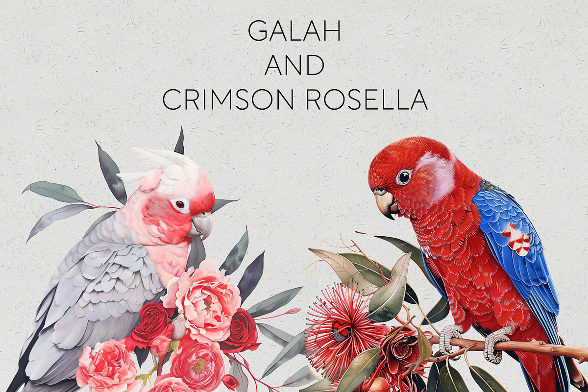 Australian Native Birds Clipart PNG, an Animal Illustration by Pawcasso's Portraits (Photo 7 of 7)