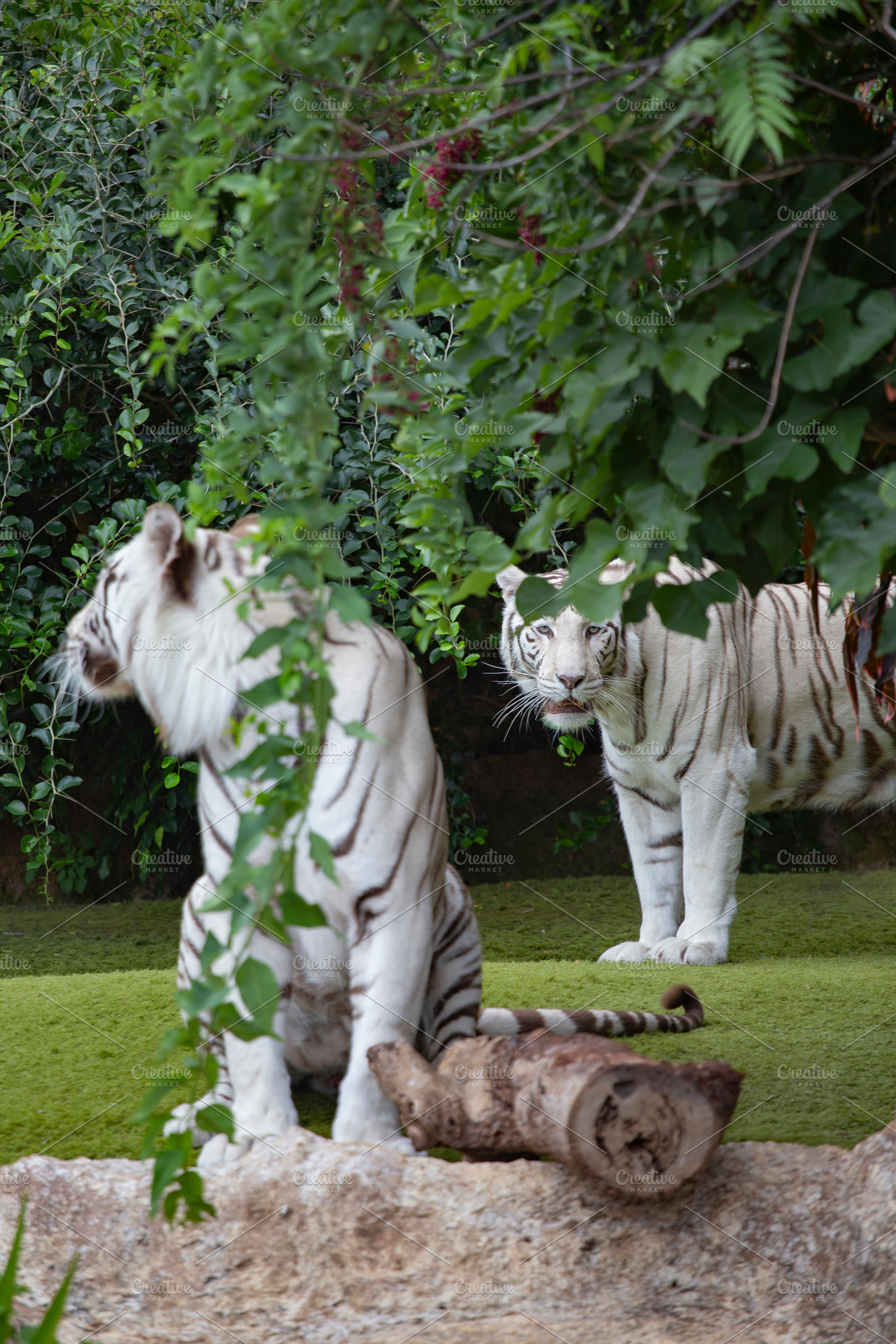 White tigers are big dangerous cats., a Photo by Pictures for you!!!!!!!!!