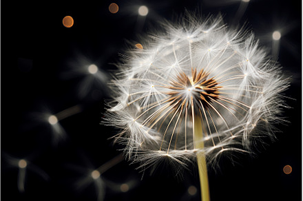 Hardy Dandelion plant. Generate Ai, a Nature Photo by Ylivdesign