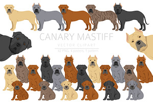 Canary Mastiff Clipart