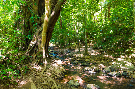 Green jungle forest nature landscape, a Nature Photo by Vapi
