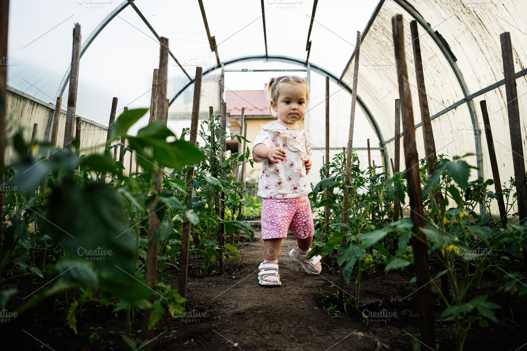 Young child exploring a vibrant greenhouse filled with lush tomato plants, a Person Photo by AS photostudio