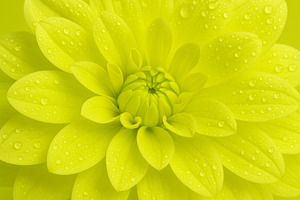 Chartreuse dahlia with water droplet, a Photo by Dvoevnore photos