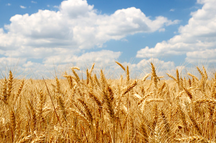Vintage Photo Of Wheat Ears preview 6