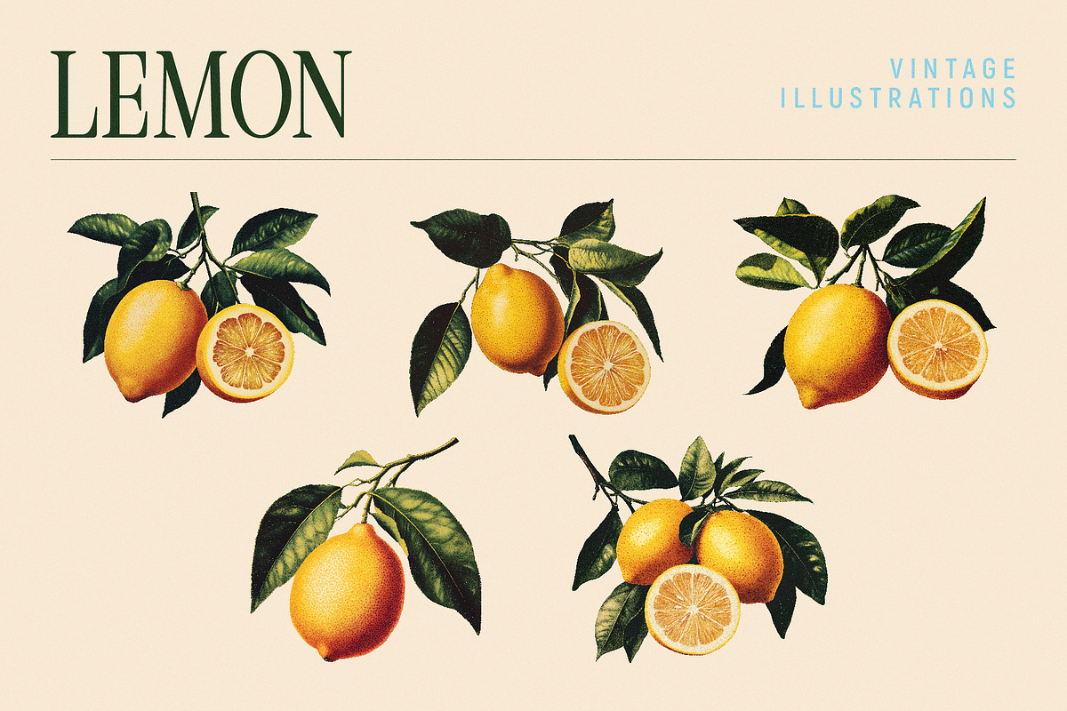 Vintage Graphic Elements_FRUITS, an Object Illustration by BOLD.Graphic (Photo 4 of 8)