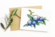 Blueberry, botanical illustration, a Food Illustration by Hanna Hryharenka (Thumbnail 8 of 9)