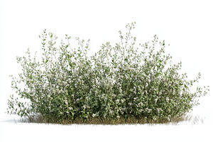 Flower bush with white blossoms side, a Photo by Pavel_design