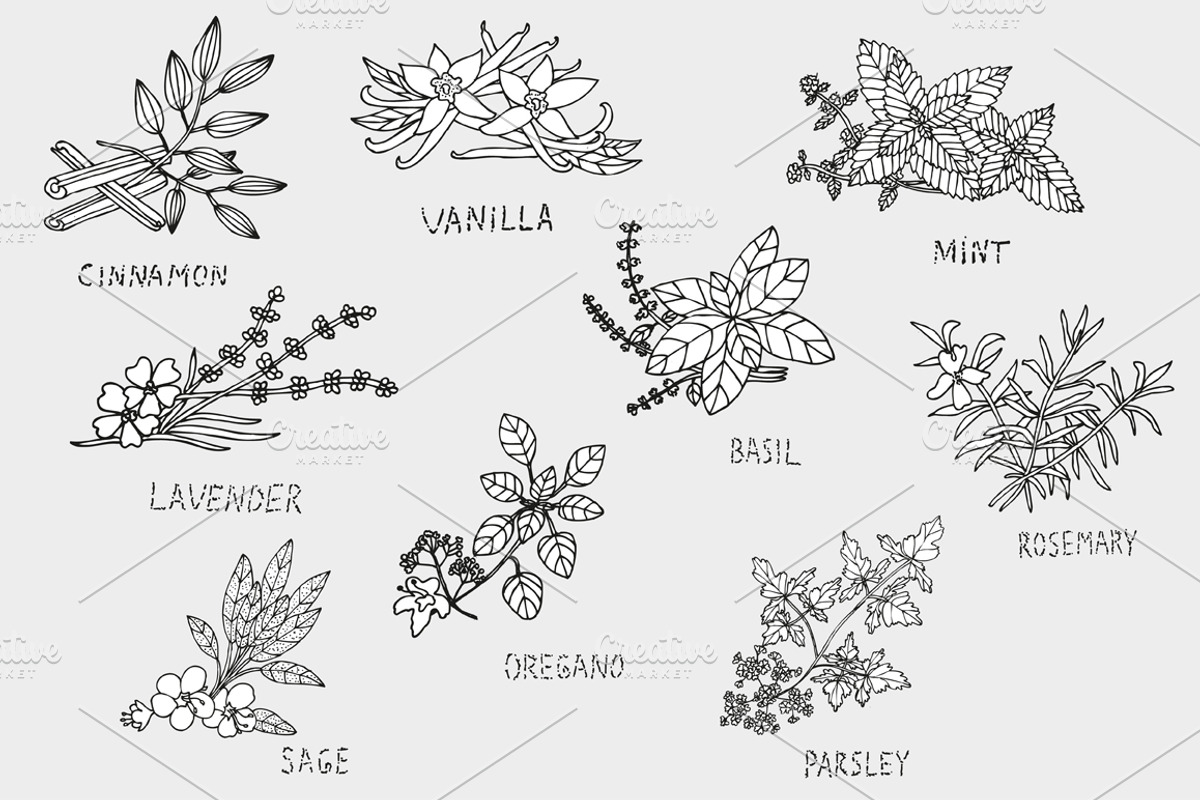 Culinary Herbs, a Food Illustration by Sunset&Sea Design