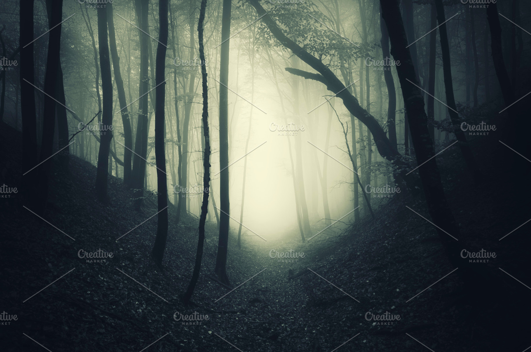 Fantasy forest with thick fog, a Nature Photo by Atmospheric visuals