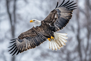 Majestic Bald Eagle in Snowy Flight, an Animal Photo by Pixeness Studio