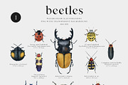 Beetles watercolor collection, an Animal Illustration by Diana Askarova Art (Thumbnail 3 of 12)