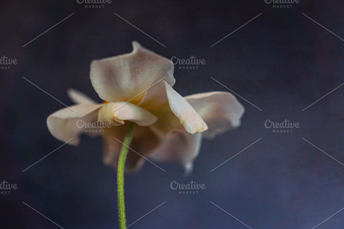 Wildflower II, a Nature Photo by M.Pellot Photography (Photo 2 of 2)